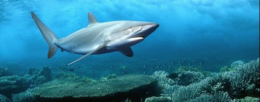 Акулы красного моря, дайвинг в сафаге