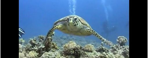 Черепаха, Красное Море