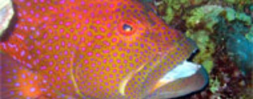 групер. красное море рыбы