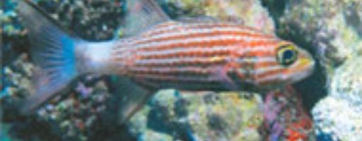 Рыба-кардинал, Красное море, Хургада