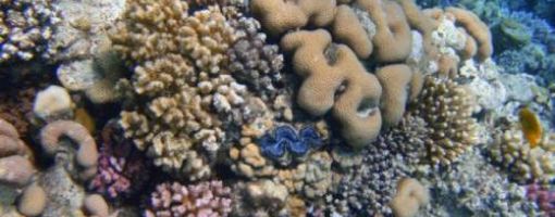 возраст коралловых  рифов в Красном море