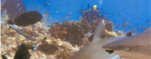 Шааб Руми, Судан. Кормление акул в Красном море