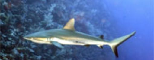 Серая рифовая акула