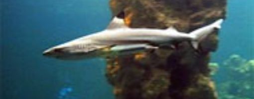 Щелеглазая акула, Красное море