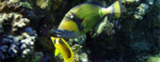 Опасные рыбы Красного моря. Синеперый балистоид