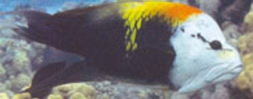 Большеротый губан. Рыбы Красного моря