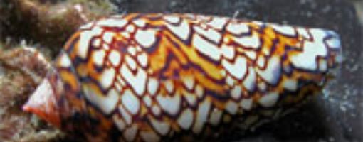 Улитка-конус. Ядовитые животные Красного моря