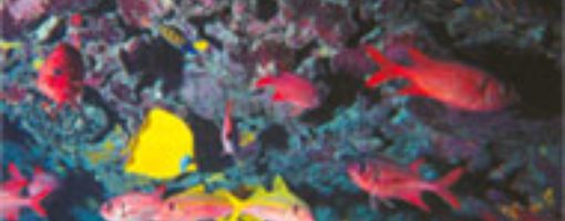 Тобья Арба. Описание рыб Красного моря - полный фото каталог